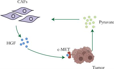 The role of tumor microenvironment reprogramming in primary liver cancer chemotherapy resistance